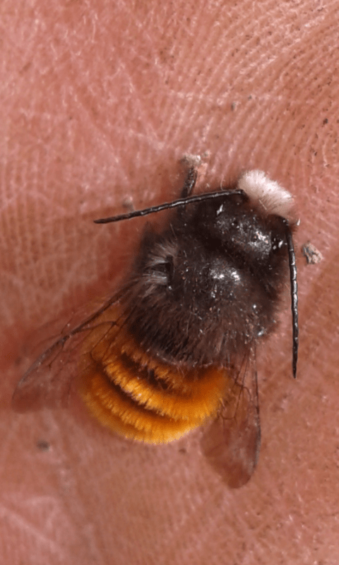 Apidae Megachilinae : maschio di Osmia cornuta